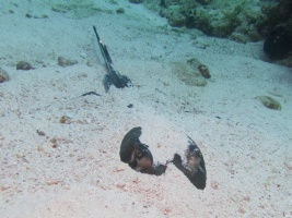 Southern Stingray  MG 6393